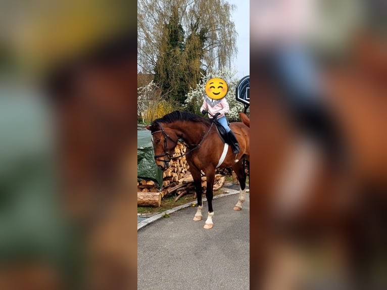 Zangersheider Wallach 10 Jahre 172 cm Brauner in Hohentengen