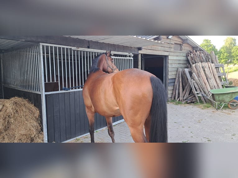 Zangersheider Wallach 10 Jahre 172 cm Brauner in DEN DUNGEN