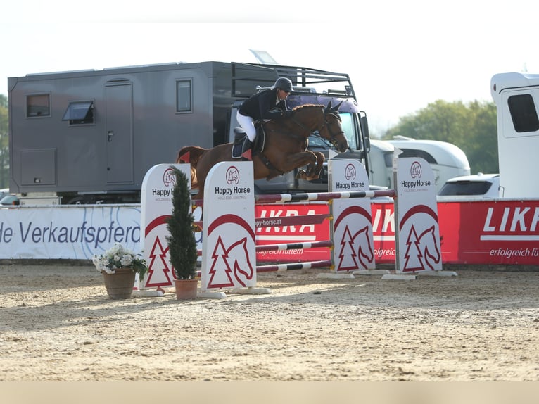 Zangersheider Wallach 10 Jahre 172 cm Dunkelfuchs in Gerstetten