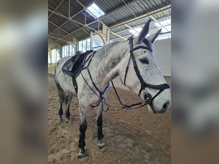 Zangersheider Wallach 10 Jahre 173 cm Apfelschimmel in Overijse