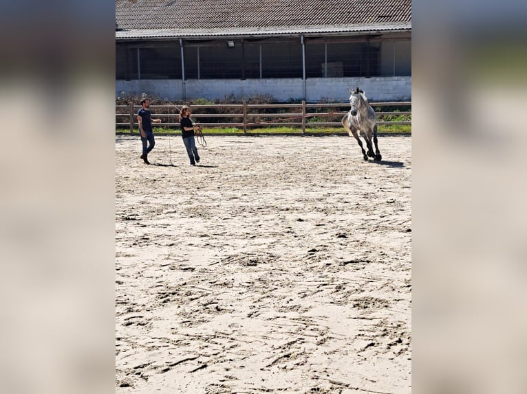 Zangersheider Wallach 10 Jahre 173 cm Apfelschimmel in Overijse