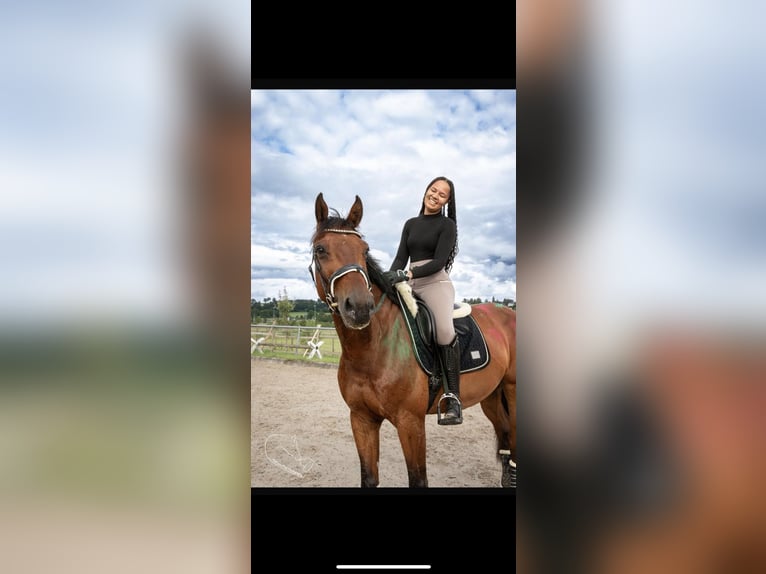 Zangersheider Wallach 10 Jahre 173 cm Brauner in Simmern