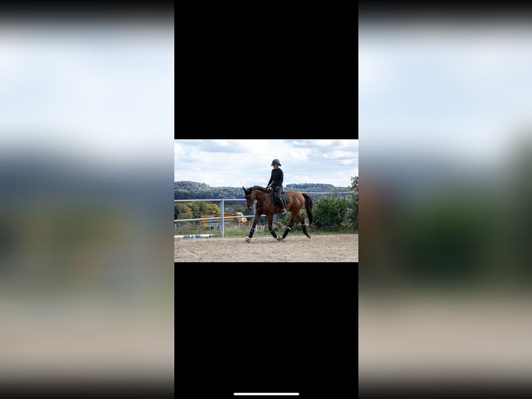 Zangersheider Wallach 10 Jahre 173 cm Brauner in Simmern