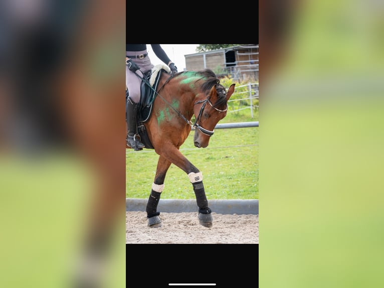 Zangersheider Wallach 10 Jahre 173 cm Brauner in Simmern