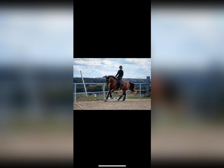 Zangersheider Wallach 10 Jahre 173 cm Brauner in Simmern