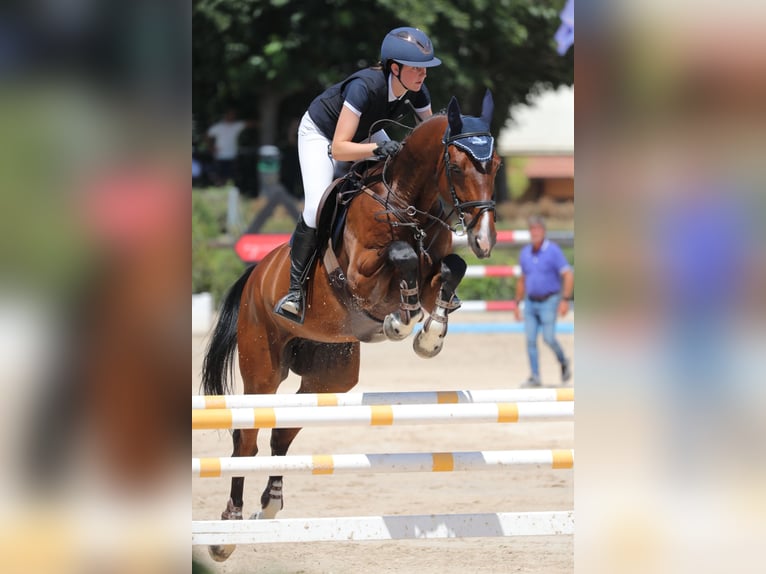 Zangersheider Wallach 10 Jahre 175 cm Brauner in cairate