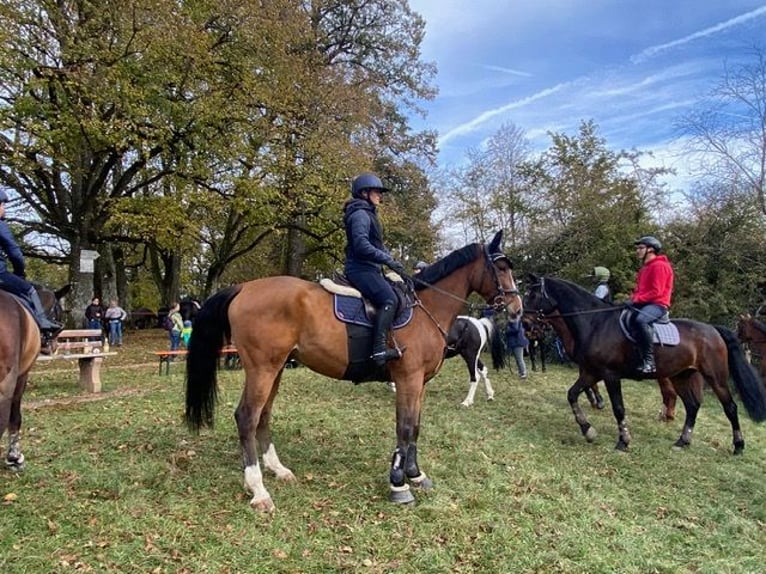 Zangersheider Wallach 10 Jahre 175 cm Brauner in Schopfheim