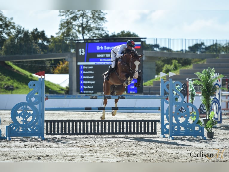 Zangersheider Wallach 10 Jahre 177 cm Rotbrauner in Maribor