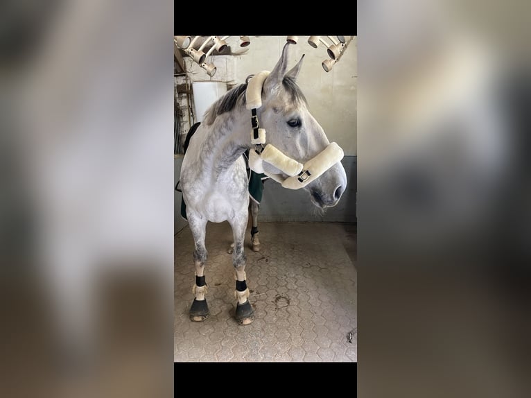 Zangersheider Wallach 10 Jahre 183 cm Schimmel in Leinburg