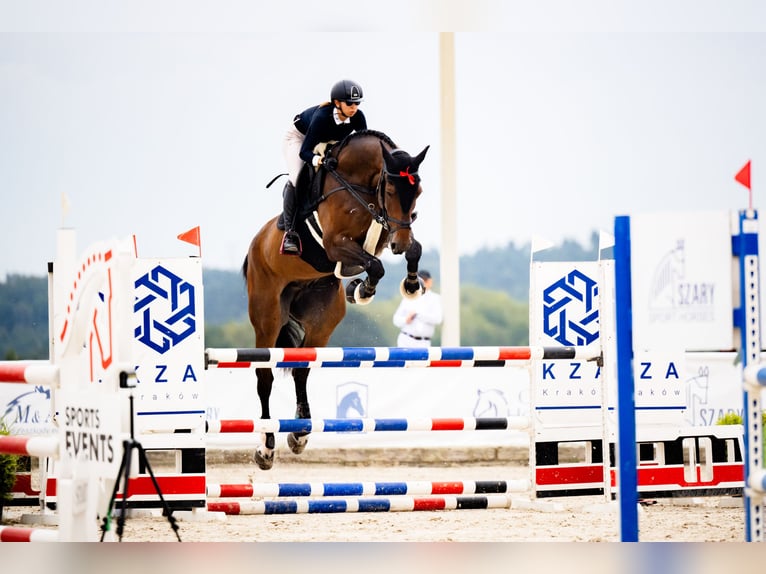 Zangersheider Wallach 10 Jahre 184 cm Schwarzbrauner in Lubliniec