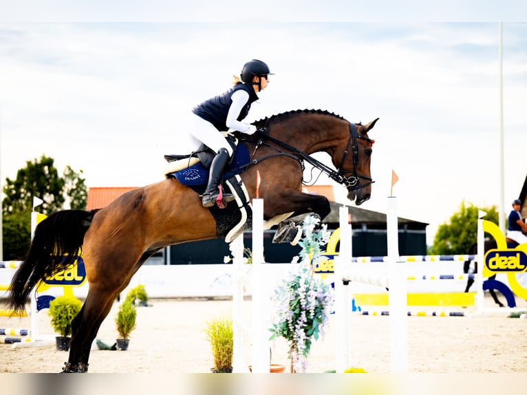 Zangersheider Wallach 10 Jahre 184 cm Schwarzbrauner in Lubliniec