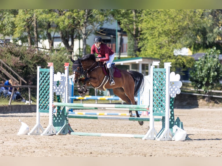 Zangersheider Wallach 11 Jahre 163 cm Brauner in Wien, Donaustadt
