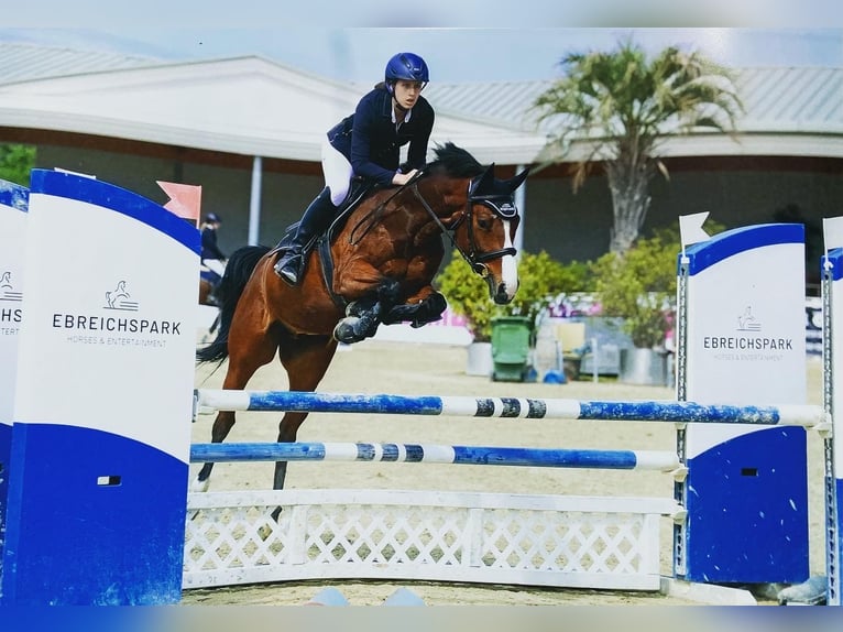 Zangersheider Wallach 11 Jahre 163 cm Brauner in Wien, Donaustadt