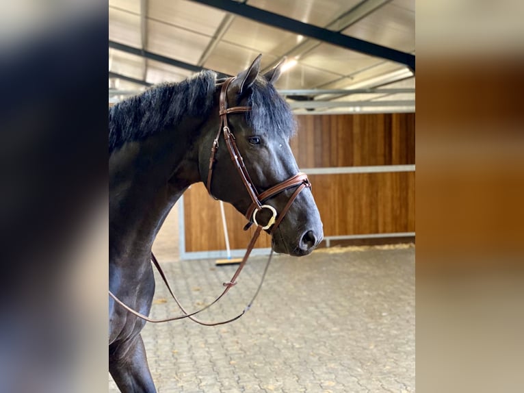 Zangersheider Wallach 11 Jahre 166 cm Rappe in Canterbury