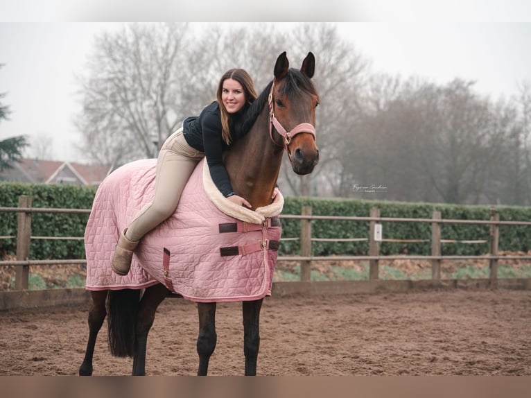 Zangersheider Wallach 11 Jahre 168 cm Brauner in Hendrik-Ido-Ambacht