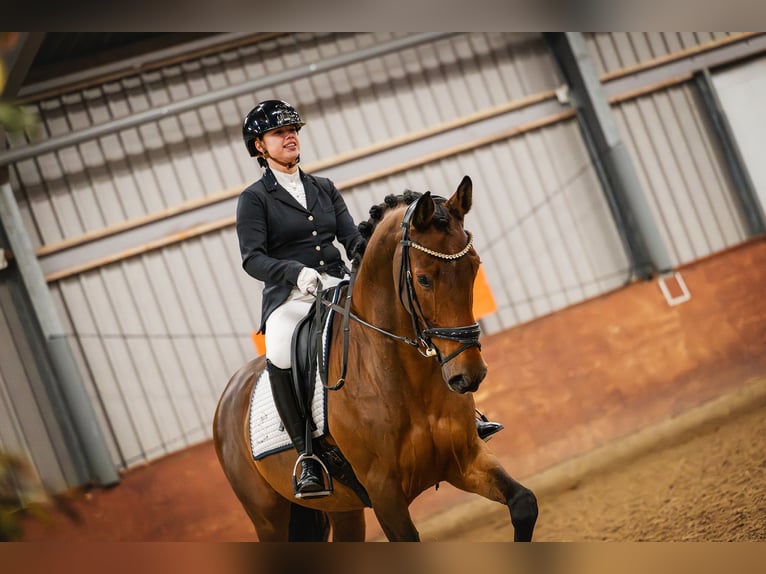 Zangersheider Wallach 11 Jahre 168 cm Brauner in Hendrik-Ido-Ambacht