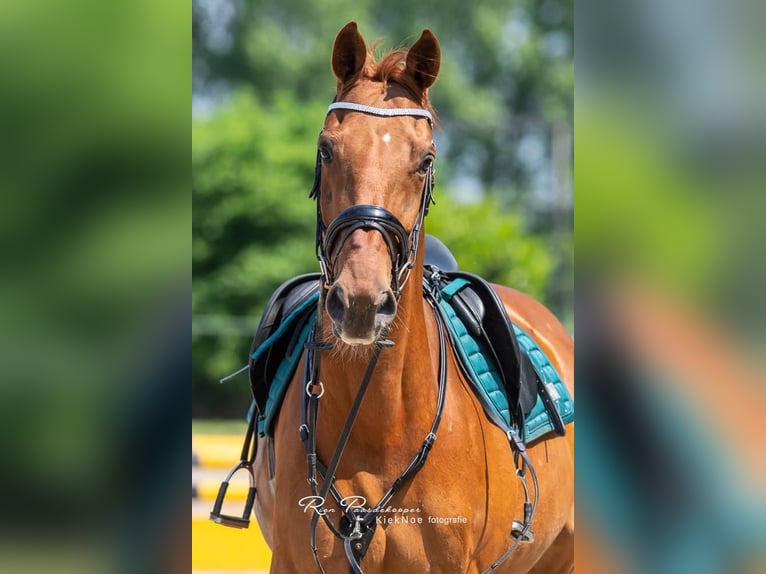 Zangersheider Wallach 11 Jahre 170 cm Fuchs in Eede