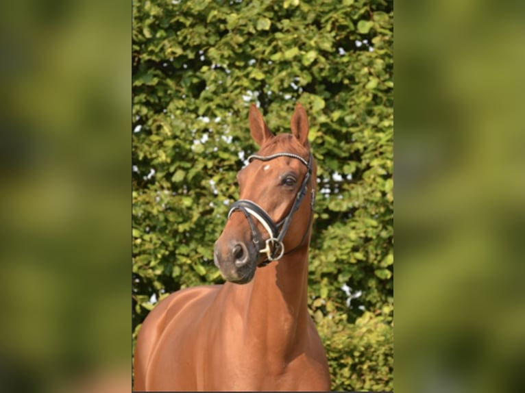 Zangersheider Wallach 11 Jahre 170 cm Fuchs in Eede