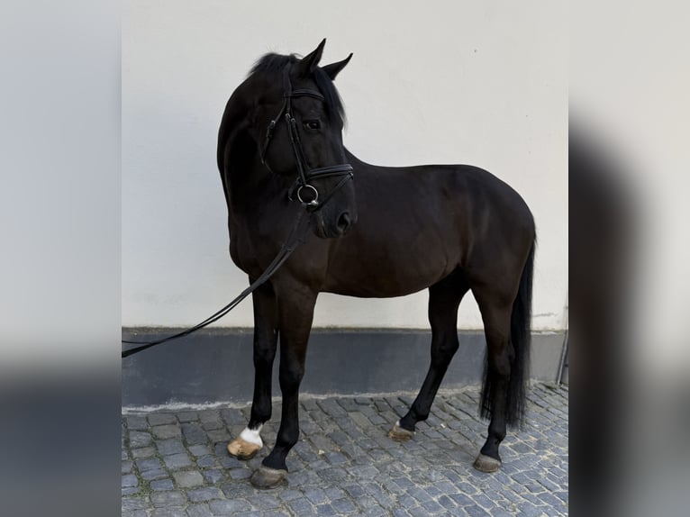 Zangersheider Wallach 11 Jahre 171 cm Rappe in Dillenburg