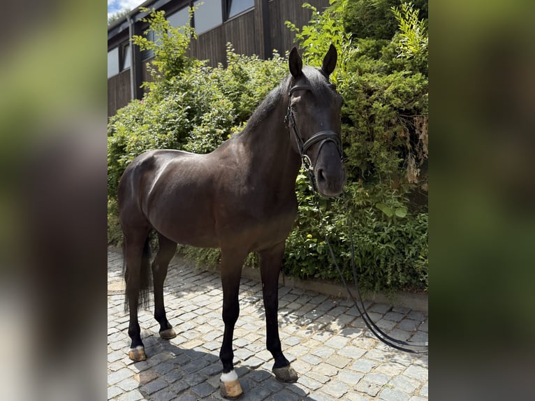 Zangersheider Wallach 11 Jahre 171 cm Rappe in Dillenburg