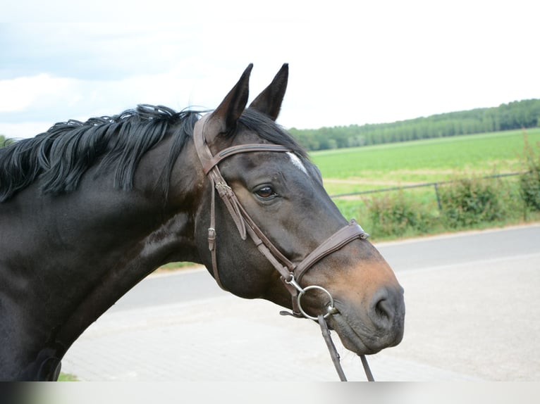 Zangersheider Wallach 11 Jahre 173 cm Dunkelbrauner in Limbricht