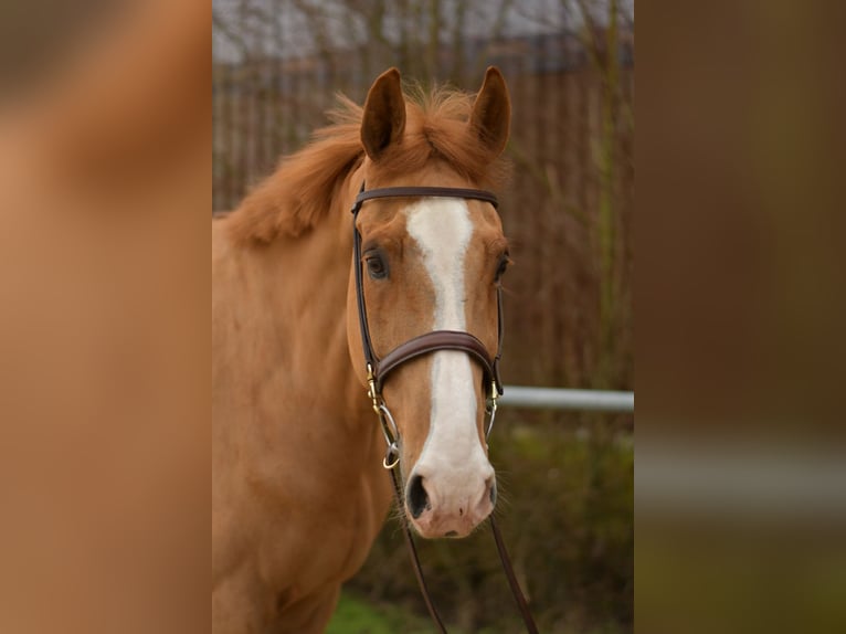Zangersheider Wallach 11 Jahre 174 cm Fuchs in Geilenkirchen