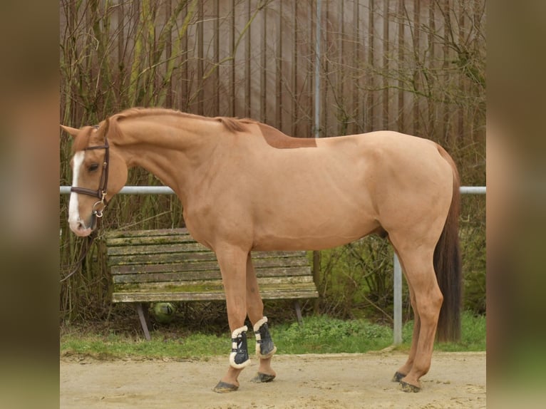 Zangersheider Wallach 11 Jahre 174 cm Fuchs in Geilenkirchen