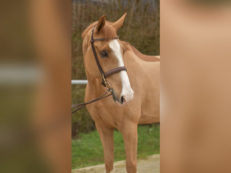 Zangersheider Wallach 11 Jahre 174 cm Fuchs in Geilenkirchen