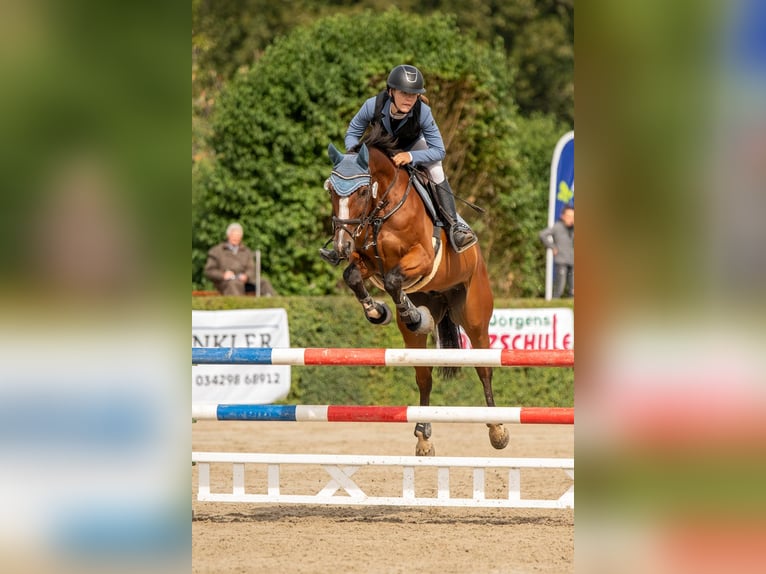 Zangersheider Wallach 12 Jahre 160 cm Brauner in Meuselwitz