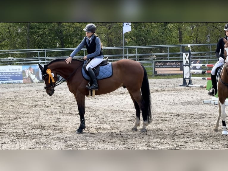 Zangersheider Wallach 12 Jahre 160 cm Brauner in Meuselwitz