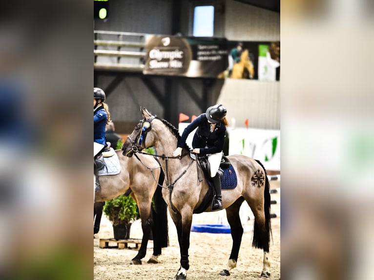 Zangersheider Wallach 12 Jahre 165 cm Rappe in Poznań