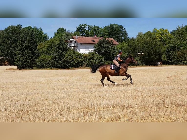 Zangersheider Wallach 12 Jahre 168 cm Brauner in M&#xFC;hltal