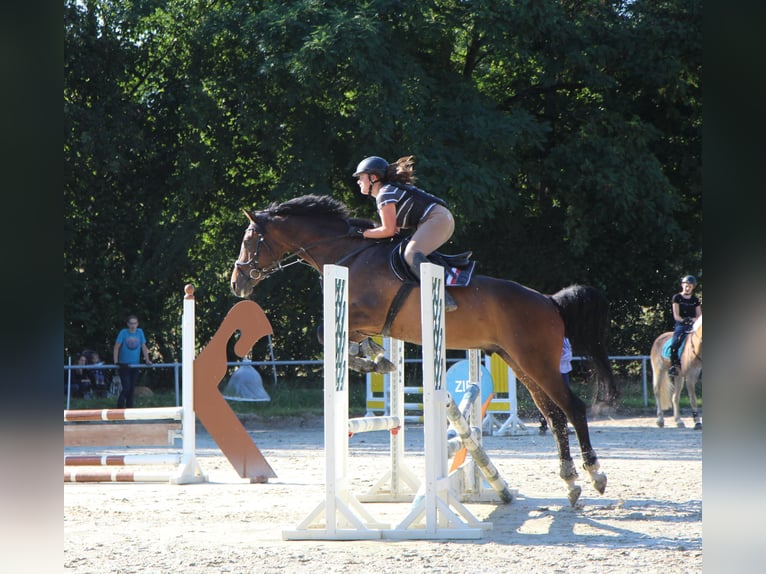 Zangersheider Wallach 12 Jahre 168 cm Brauner in M&#xFC;hltal