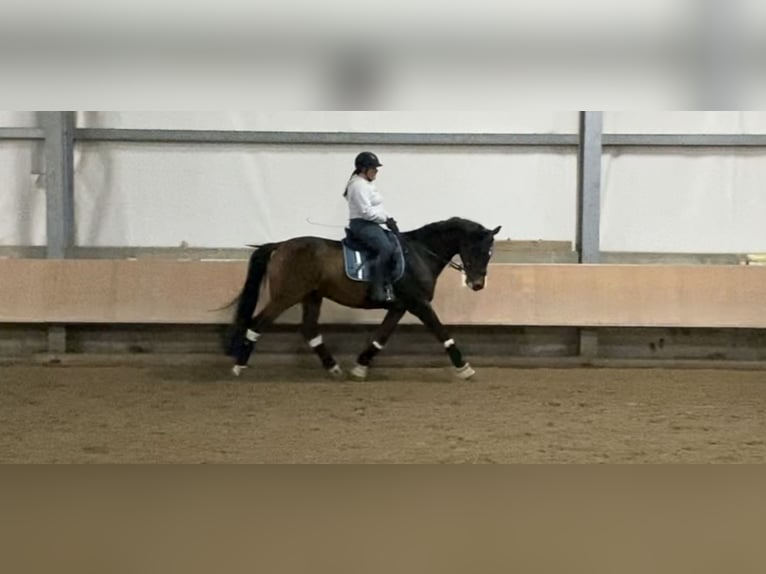 Zangersheider Wallach 12 Jahre 168 cm Brauner in M&#xFC;hltal