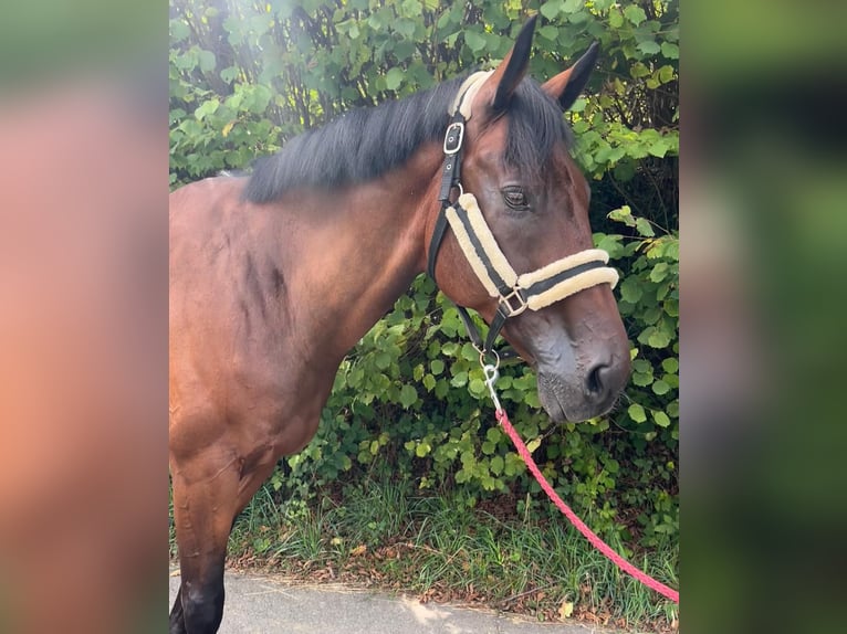 Zangersheider Wallach 12 Jahre 168 cm Dunkelbrauner in Hitzkirch