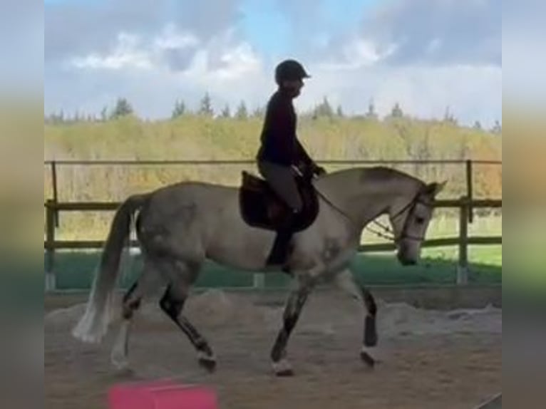 Zangersheider Wallach 12 Jahre 168 cm Schimmel in Dijon