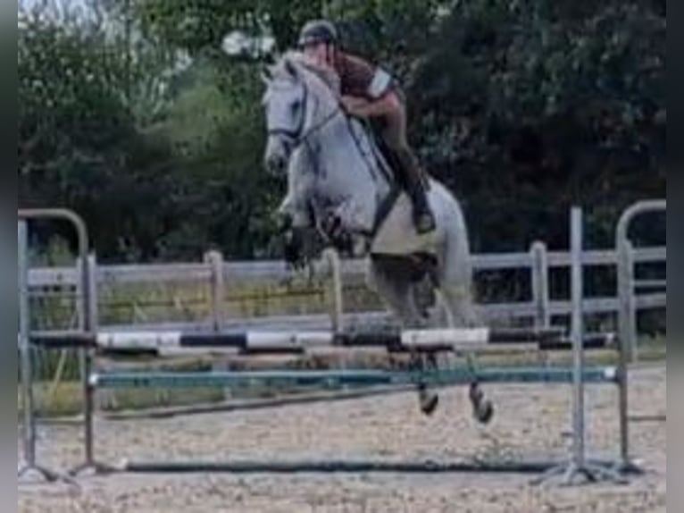 Zangersheider Wallach 12 Jahre 168 cm Schimmel in Dijon