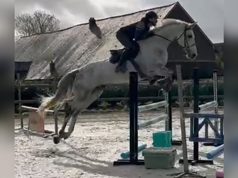 Zangersheider Wallach 12 Jahre 168 cm Schimmel in Dijon