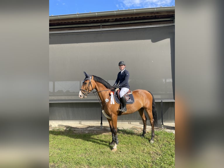 Zangersheider Wallach 12 Jahre 170 cm Brauner in Neuss
