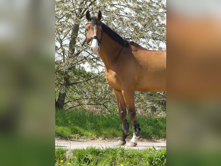 Zangersheider Wallach 12 Jahre 170 cm Brauner in Neuss