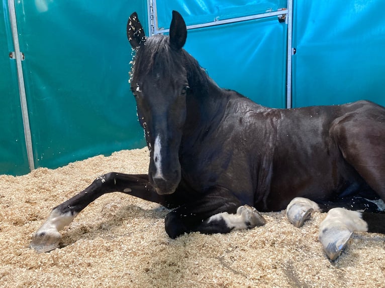 Zangersheider Wallach 12 Jahre 170 cm Schwarzbrauner in Reichersberg
