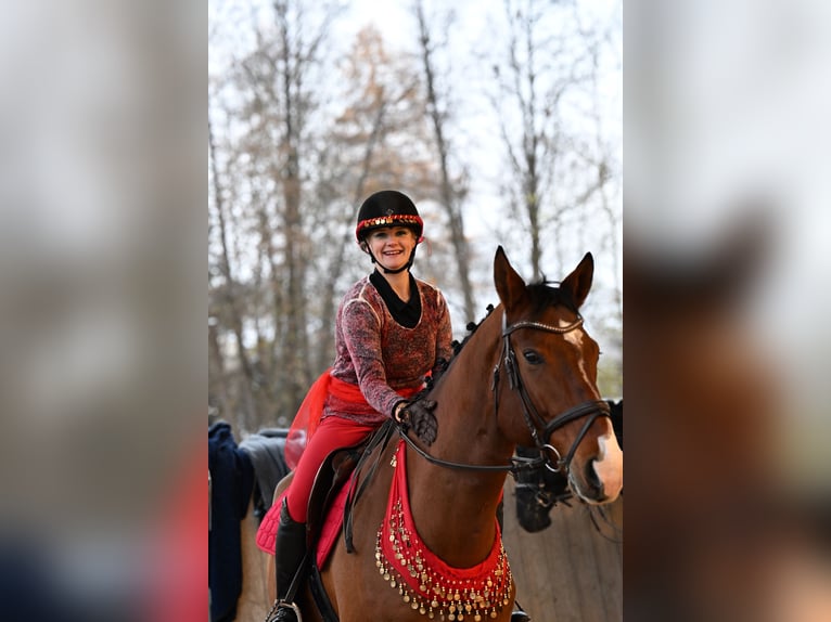 Zangersheider Wallach 12 Jahre 172 cm Brauner in Weinsberg