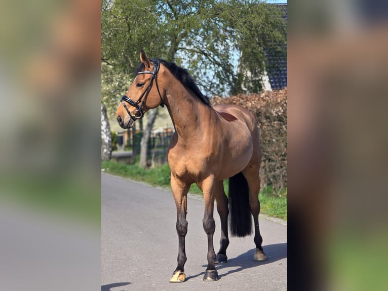 Zangersheider Wallach 12 Jahre 172 cm Brauner in Someren