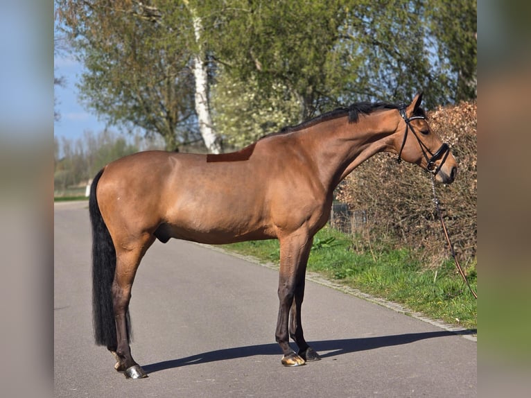 Zangersheider Wallach 12 Jahre 172 cm Brauner in Someren