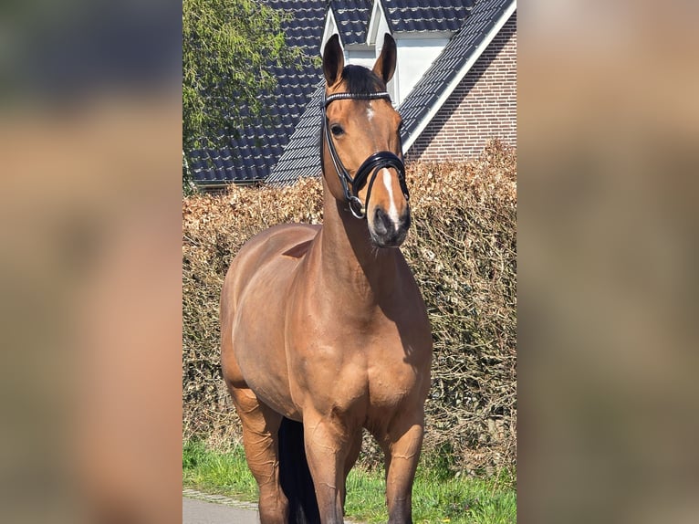Zangersheider Wallach 12 Jahre 172 cm Brauner in Someren