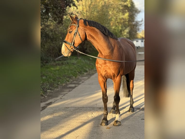Zangersheider Wallach 12 Jahre 173 cm Brauner in Grevenbroich Zangersheider Wallach 12 Jahre 173 cm Brauner in Grevenbroich