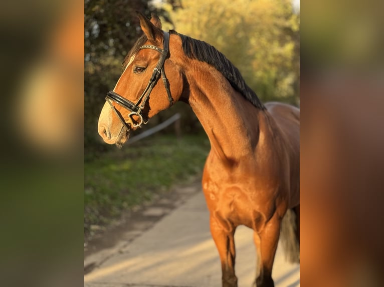 Zangersheider Wallach 12 Jahre 173 cm Brauner in Grevenbroich Zangersheider Wallach 12 Jahre 173 cm Brauner in Grevenbroich