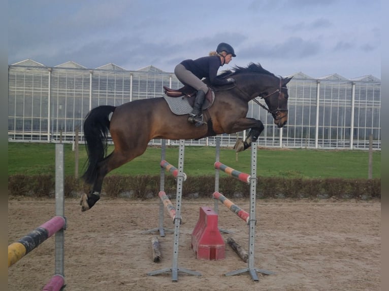 Zangersheider Wallach 12 Jahre 179 cm Dunkelbrauner in Berkel en Rodenrijs