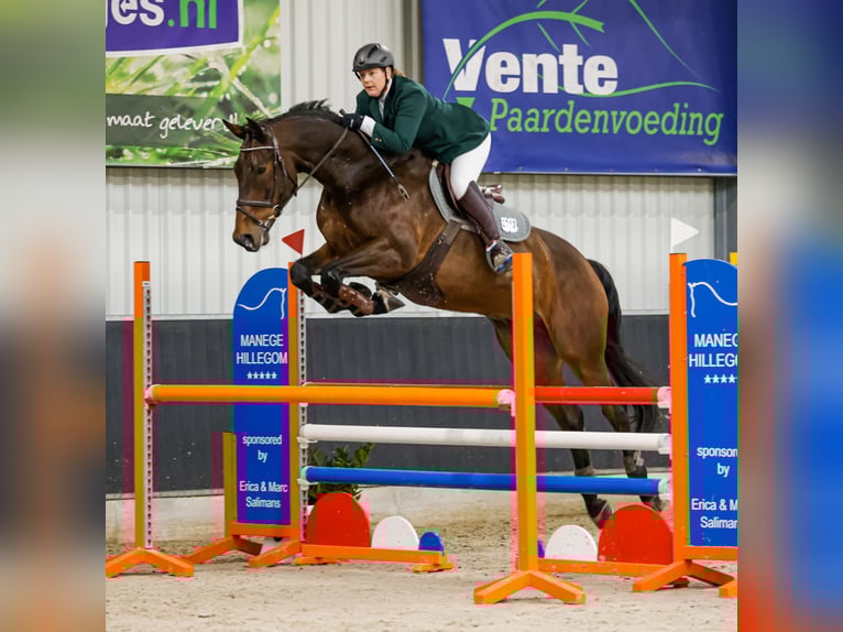 Zangersheider Wallach 12 Jahre 179 cm Dunkelbrauner in Berkel en Rodenrijs