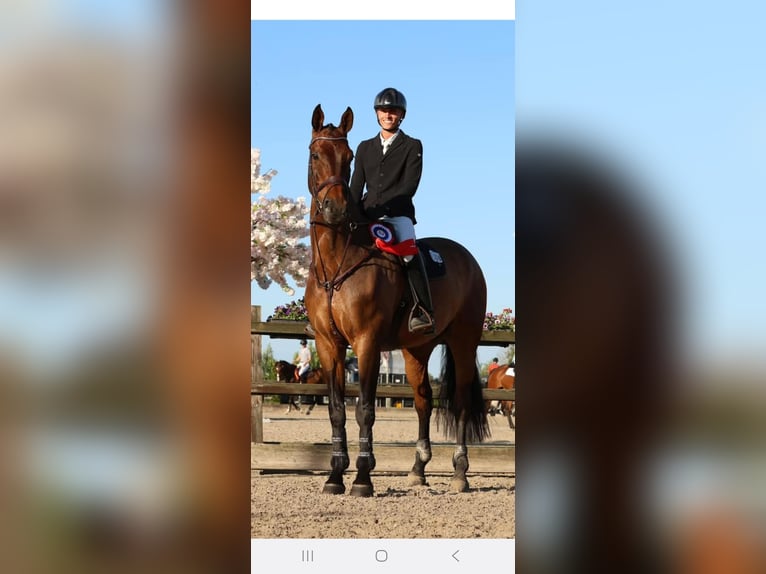 Zangersheider Wallach 12 Jahre 179 cm Dunkelbrauner in Berkel en Rodenrijs